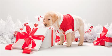 Pet Gift Ideas: What To Buy Your Dogs And Cats For Christmas