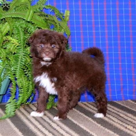 Bryce - Pomapoo Puppy For Sale in Pennsylvania