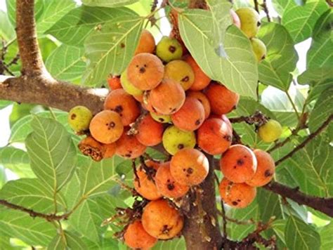 CLUSTER FIG/ MEDI PANDU / GULAR - Sync with Nature