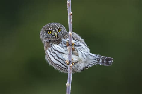 Northern Pygmy Owl – Lillooet Wild