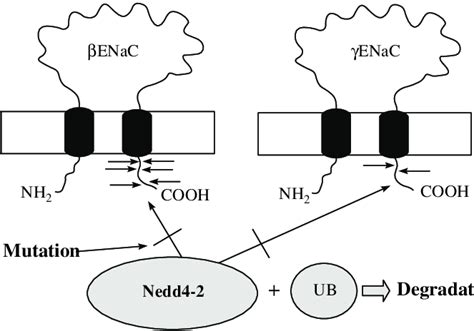 The genetic mechanism of Liddle's syndrome. Mutations that cause the... | Download Scientific ...