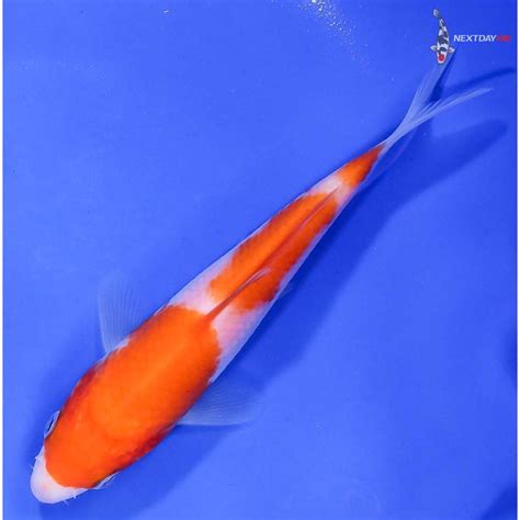 5” Kohaku | Koi Fish For Sale