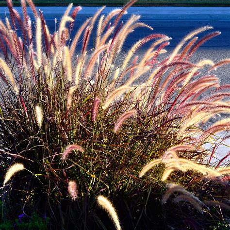 Purple Fountain Grasses for Sale– FastGrowingTrees.com