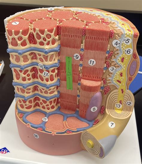 Muscle Fiber Microscopic Anatomy Model Diagram | Quizlet