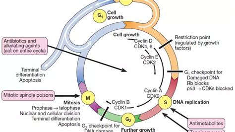 Tumor Growth Factors: What Are They and How Do They Work? - Caring ...