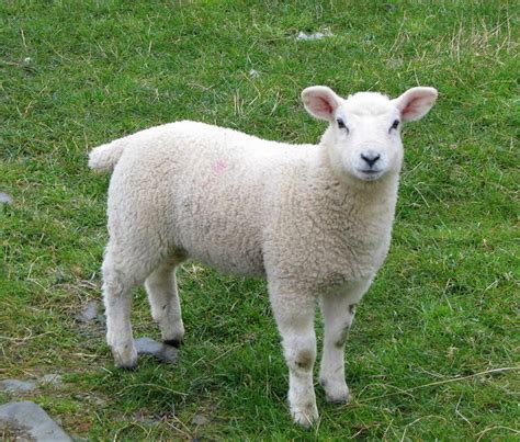 Sheep near Tara [3] © Rossographer :: Geograph Ireland