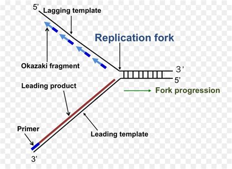 DNA replication Replication fork Enzyme Triangle - others | Dna ...