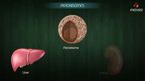 Peroxisomes Description