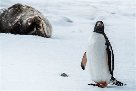 Wildlife - Antarctica