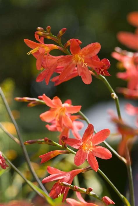 Montbretia - Perennial Power