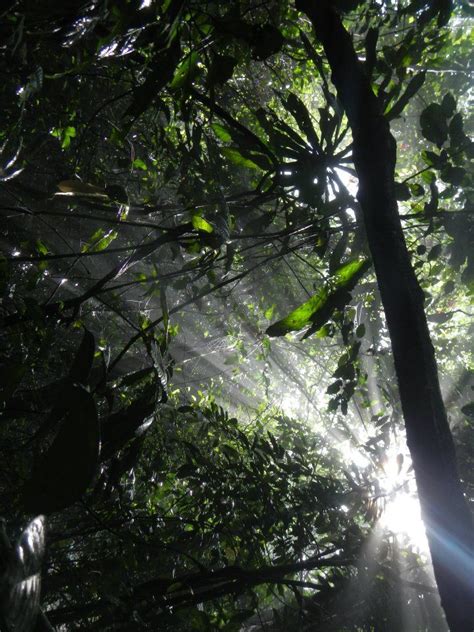 Korup Rainforest in Cameroon, Africa | Beautiful forest, Africa travel, Rainforest