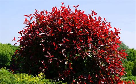 9 Red Evergreen Shrubs For Your Yard