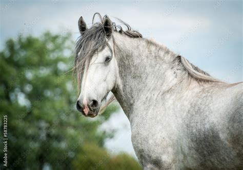 Gray Shire Horse