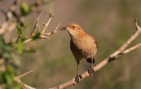 Rufous Hornero Furnarius Rufus - Free photo on Pixabay