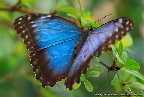 Mariposa morfo azul - Taringa!