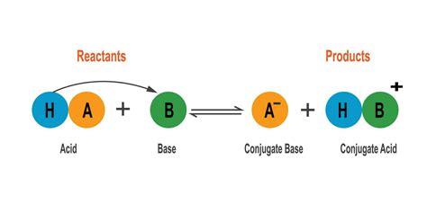 Bronsted Lowry acid base theory. 27798462 Vector Art at Vecteezy