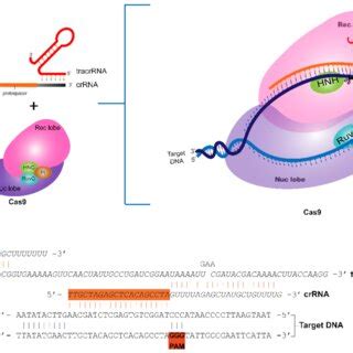 Plasmidial system to express CRISPR/Cas9 system. (A) CRISPR/Cas9 ...