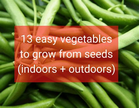 13 Easy Vegetables To Grow From Seeds (indoors + Outdoors) - Gardening Tips And Tricks