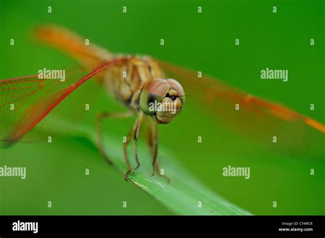 Dragonfly and its compound eyes Stock Photo - Alamy