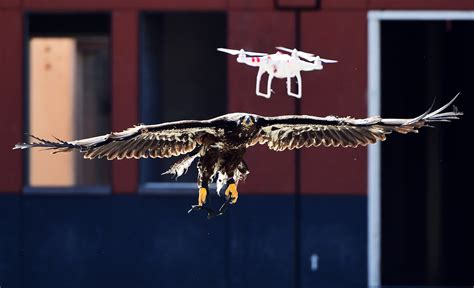 America, Let's Invest in Some Drone-Killing Eagles | WIRED