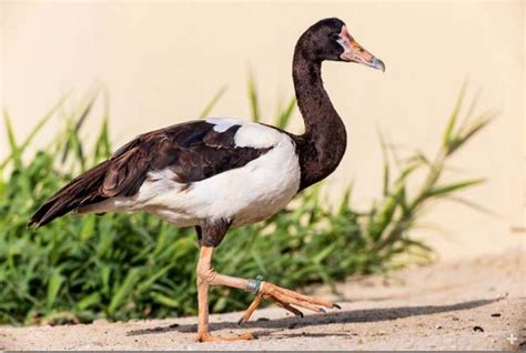 Magpie Goose | San Diego Zoo Animals & Plants