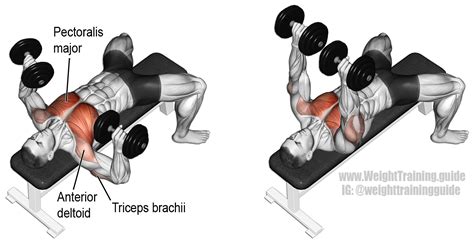 Dumbbell bench press exercise guide and video | Weight Training Guide | Best chest workout ...