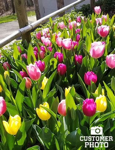 BULK Rainbow Mixed Tulips - 1000 Bulbs | Holland Bulb Farms | 88078