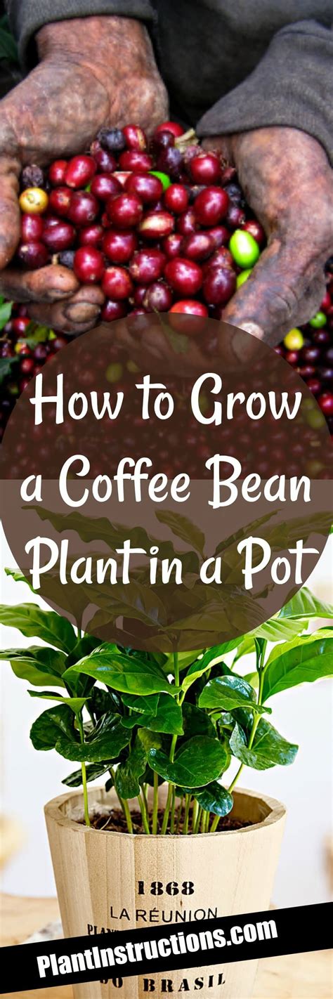 How to Grow Coffee Plants In Pots - Plant Instructions