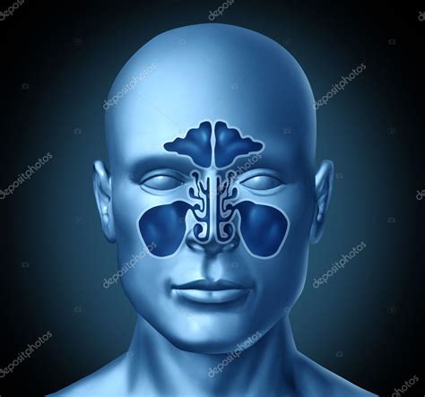 Sinus cavity on a human head — Stock Photo © lightsource #10534558