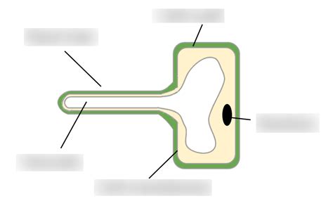 GCSE Biology - Root Hair Cell Diagram Diagram | Quizlet