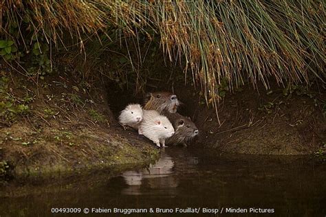 Nutria (Myocastor coypus) family with two albino pups emerging from ...