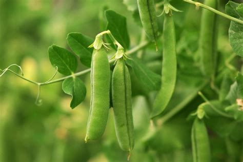 How to Grow Organic Garden Peas