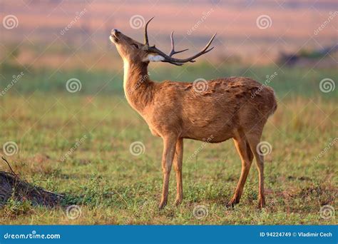 Barasingha Deer in the Nature Habitat in India Stock Image - Image of ...