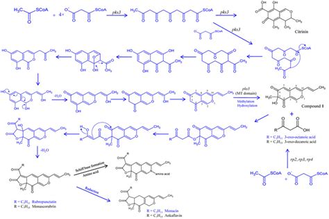 Hypothetical pathway for monascorubrin, ankaflavin and citrinin... | Download Scientific Diagram