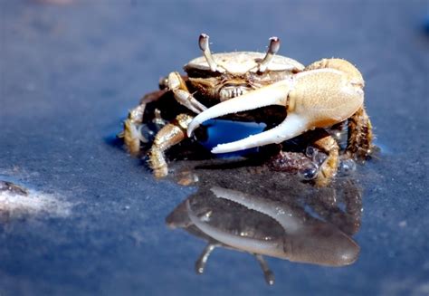 Fiddler Crab – "OCEAN TREASURES" Memorial Library