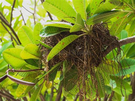 Brown Bird Nest On Branch Of Tree. Stock Photo - Image of pretty ...