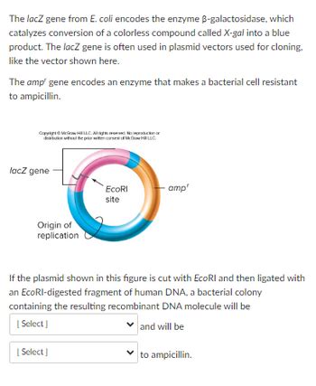 Answered: The lacZ gene from E. coli encodes the… | bartleby