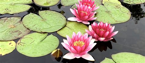 How to care for water lilies | Twin Cities, Minneapolis, St Paul | Minnesota | MN