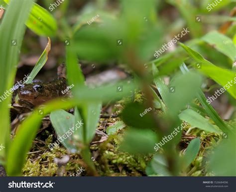 Black Belly Desmog Salamanders Desmognathus Quadramaculatus ภาพสต็อก ...