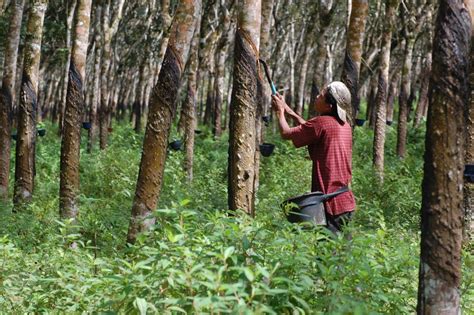 13 Sumber Daya Alam yang Dapat Diperbaharui Beserta Manfaatnya