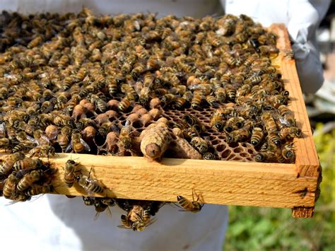 Spring Beekeeping: Signs a Hive is Going to Swarm - Bee2Bee