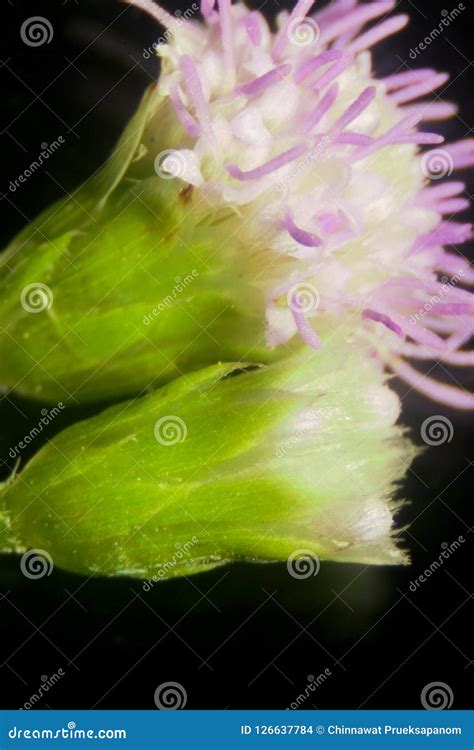 Pollen of Grass Under Stereo Microscope View. Stock Photo - Image of healthy, meadow: 126637784