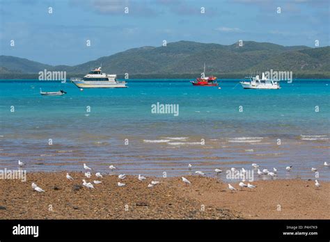 Moored ferry Strait Magic and fishing boats at Thursday Island, Far ...