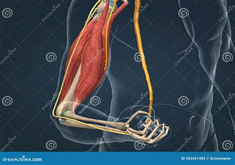 The Withdrawal Reflex is a Spinal Reflex Intended To Protect the Body ...