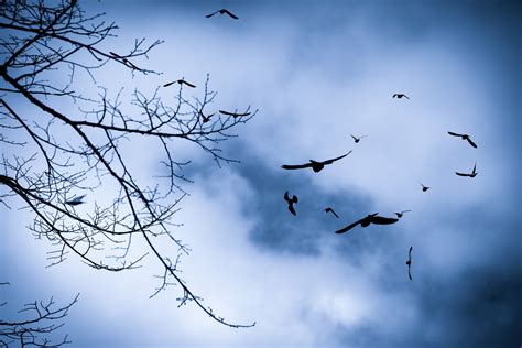 Birds Flying Free Stock Photo - Public Domain Pictures