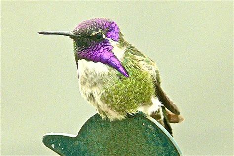 Male Costa's Hummingbird | Flickr - Photo Sharing!