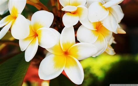 Tropical Flowers Wallpapers - Wallpaper Cave