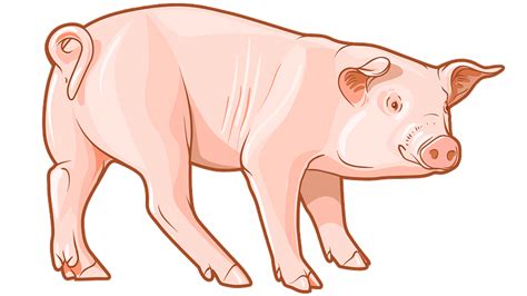 Pig - Free vector clipart images on creazilla.com