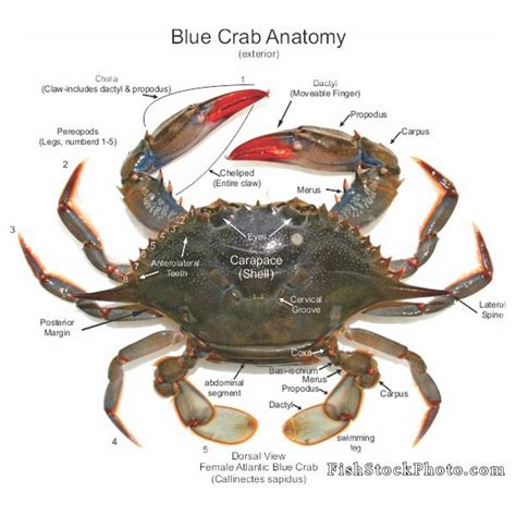 Blue crab anatomy | Blue crab, Crab, Maryland blue crab