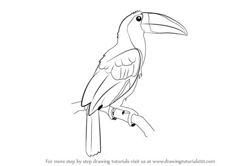 Learn How to Draw a Toucan (Birds) Step by Step : Drawing Tutorials